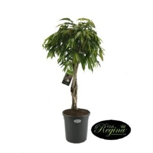 Фикус Амстел Кинг переплетенный 31x140 см 82850352 STLM-2129149