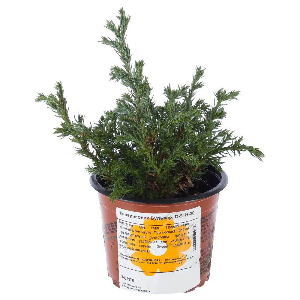 Кипарисовик Бульвар, D9, H20 Santreyd STLM-2134231