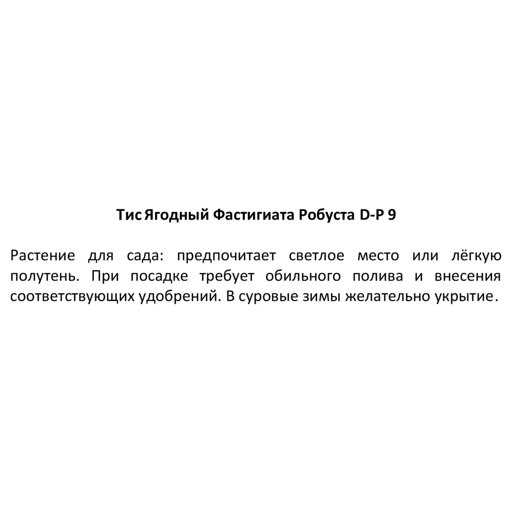 Santreyd Тис ягодный Фастигиата Робуста - стройная колонна для сада 87718700 STLM-0075337 - Вид №2