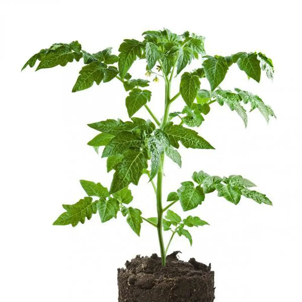 Томат микс ø9 h20 см Santreyd STLM-2071378