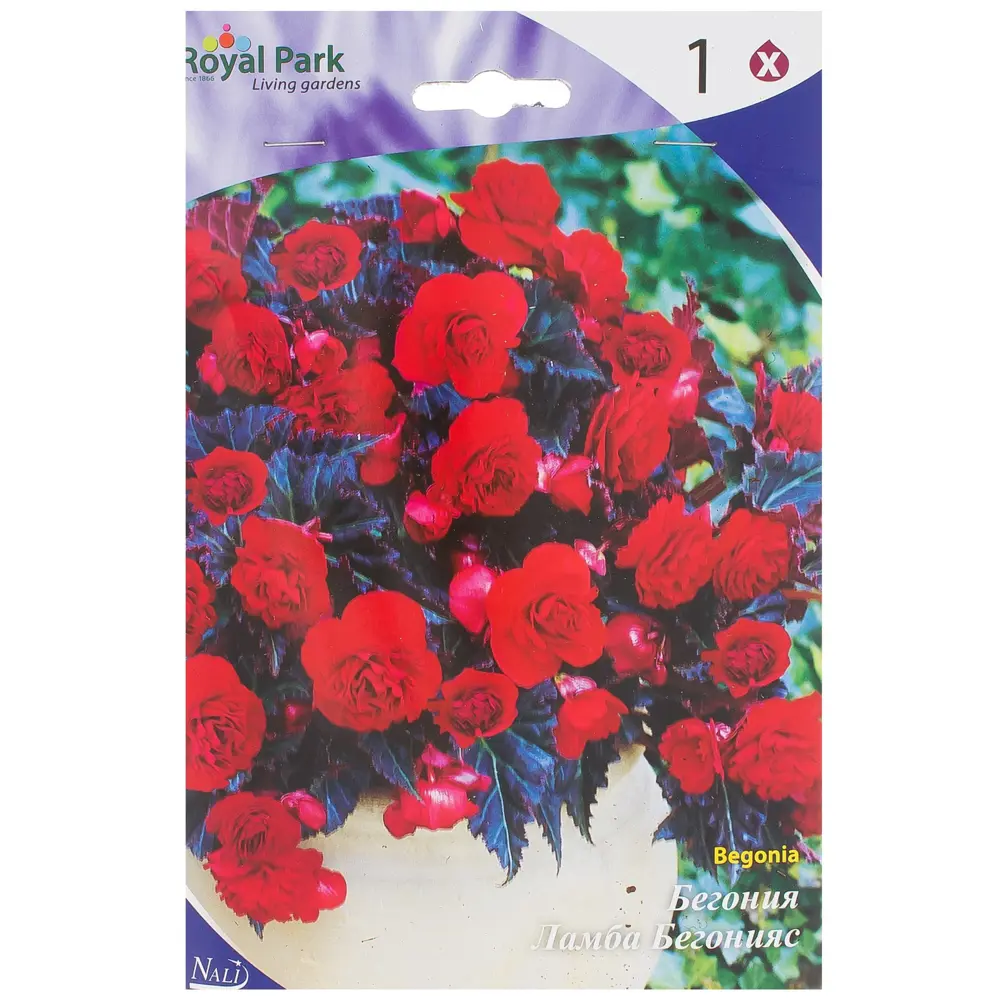 Бегония Швейцария 5/+ (1/25) Santreyd STLM-2198447