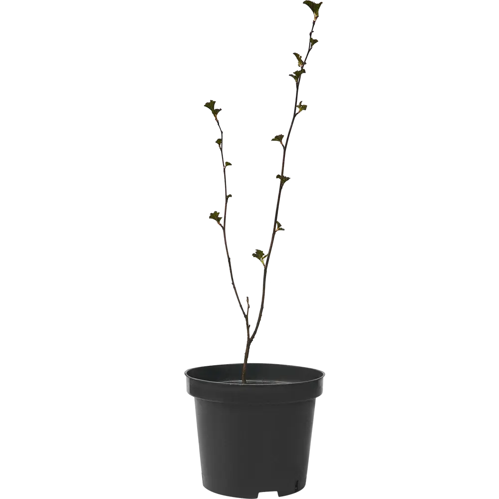 Пузыреплодник калинолистный Ред Барон ø15 h60 см PLANTMARKET STLM-2149280 - Вид №1