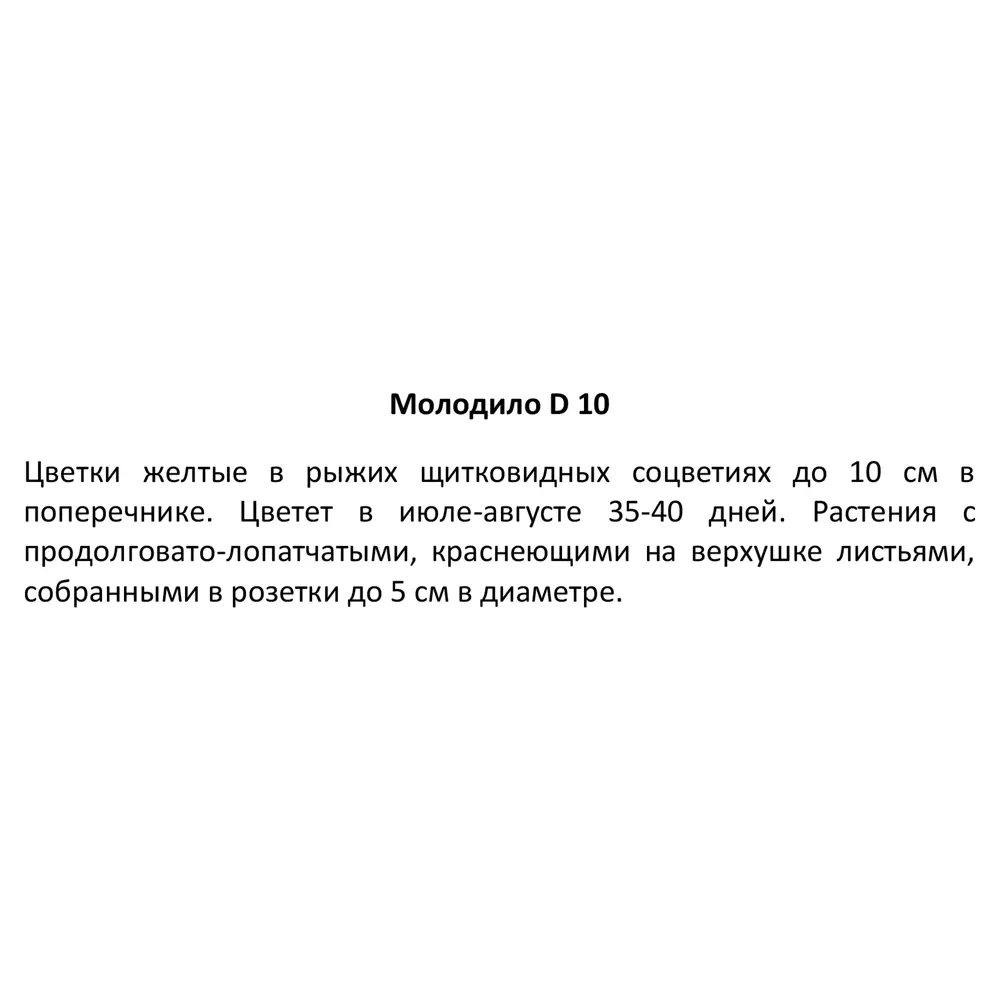 Santreyd Молодило — вечнозеленый суккулент для альпинариев и домашнего декора 89296623 STLM-0813698 - Вид №3