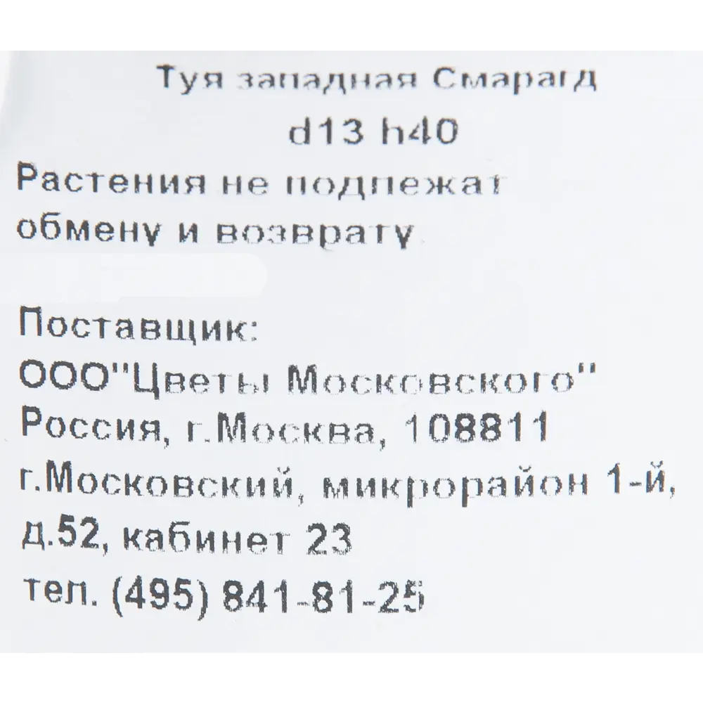 Туя западная «Смарагд» 13x40 см 82622626 STLM-2173522 Santreyd  - Вид №2