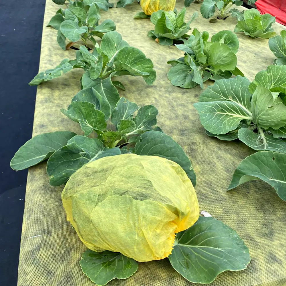 Агротекс: Комплект защитных шапочек для капусты 84735461 STLM-0054394 - Вид №4