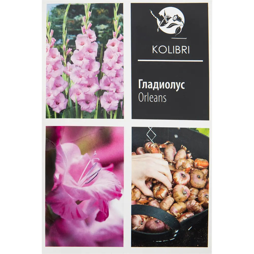Гладиолус крупноцветковый «Орлеанс» 82539346 STLM-2146900 КОЛИБРИ 