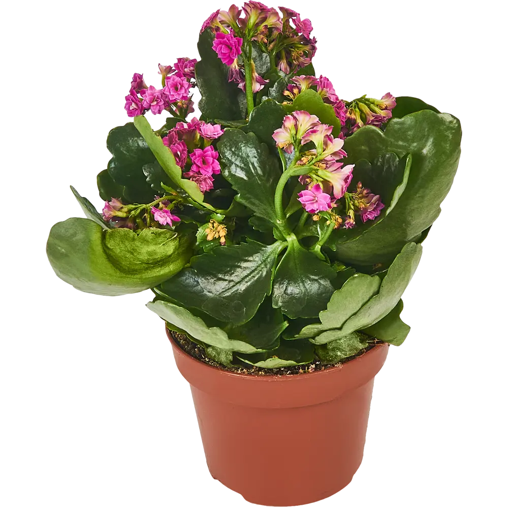 Каланхоэ Каландива Santreyd - цветущее украшение интерьера 85324983 STLM-0061540 - Вид №1