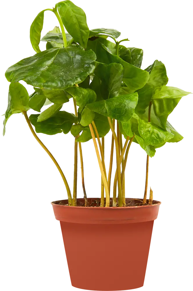 Santreyd Кофе Арабика — декоративное кофейное дерево для интерьера 85324959