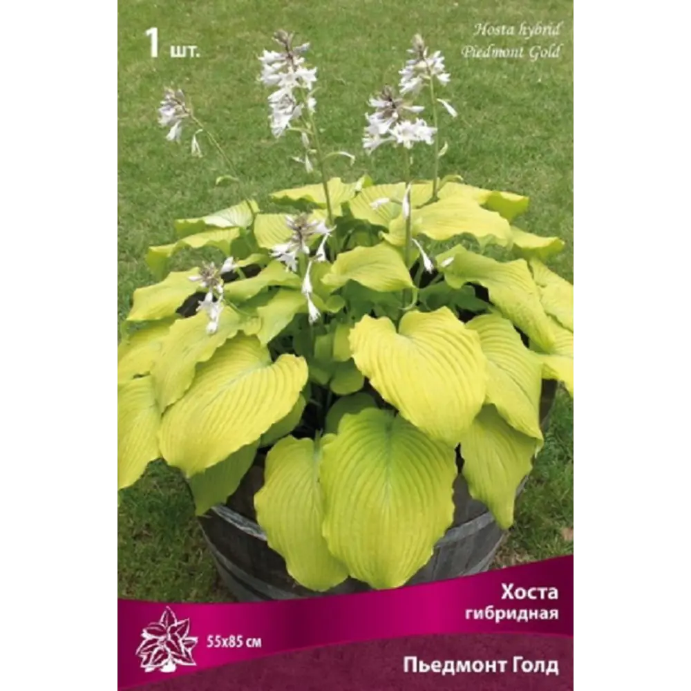 Хоста гибридная Пьедмонт Голд ПОИСК STLM-2103462 - Вид №1