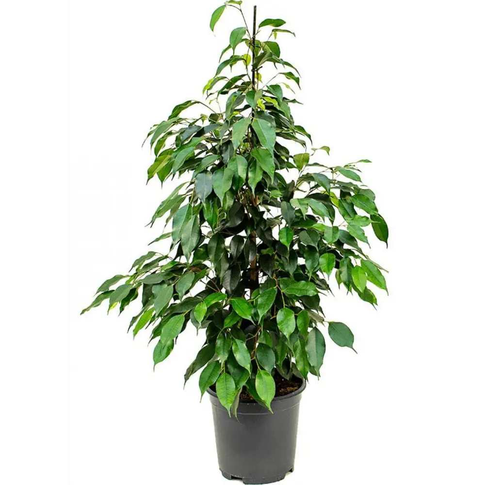 Фикус Экзотика Пирамида от Santreyd — живая элегантность в интерьере 82877338 STLM-0957790