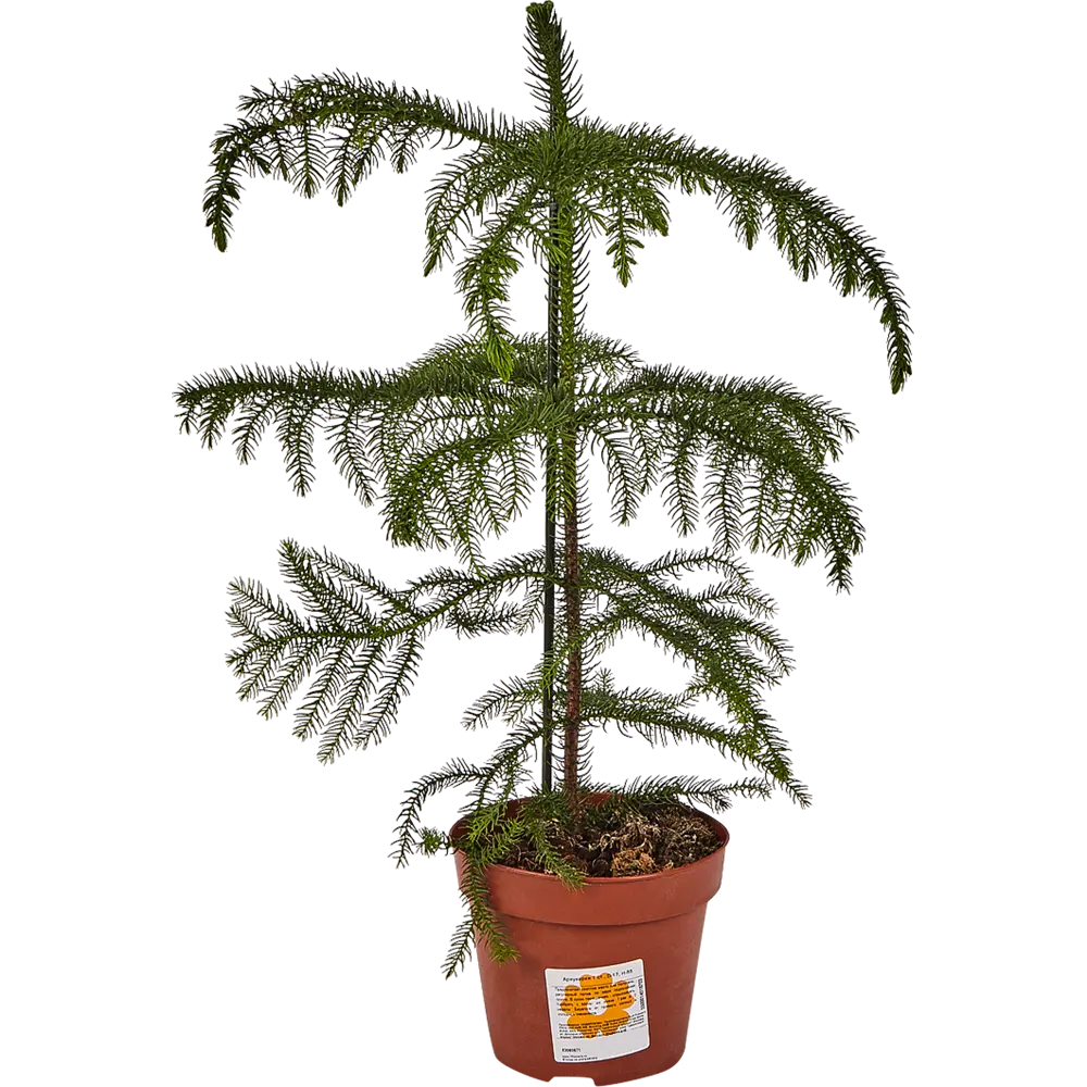Араукария 17x55 см 83060671 STLM-2109618 Santreyd  - Вид №3