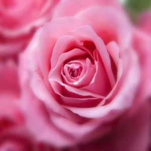 WP01099 Фотообои Verol Фотообои decoline 1х1 м