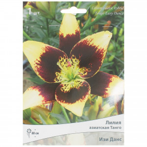81945455 Лилия азиатская Танго «Изи Данс»