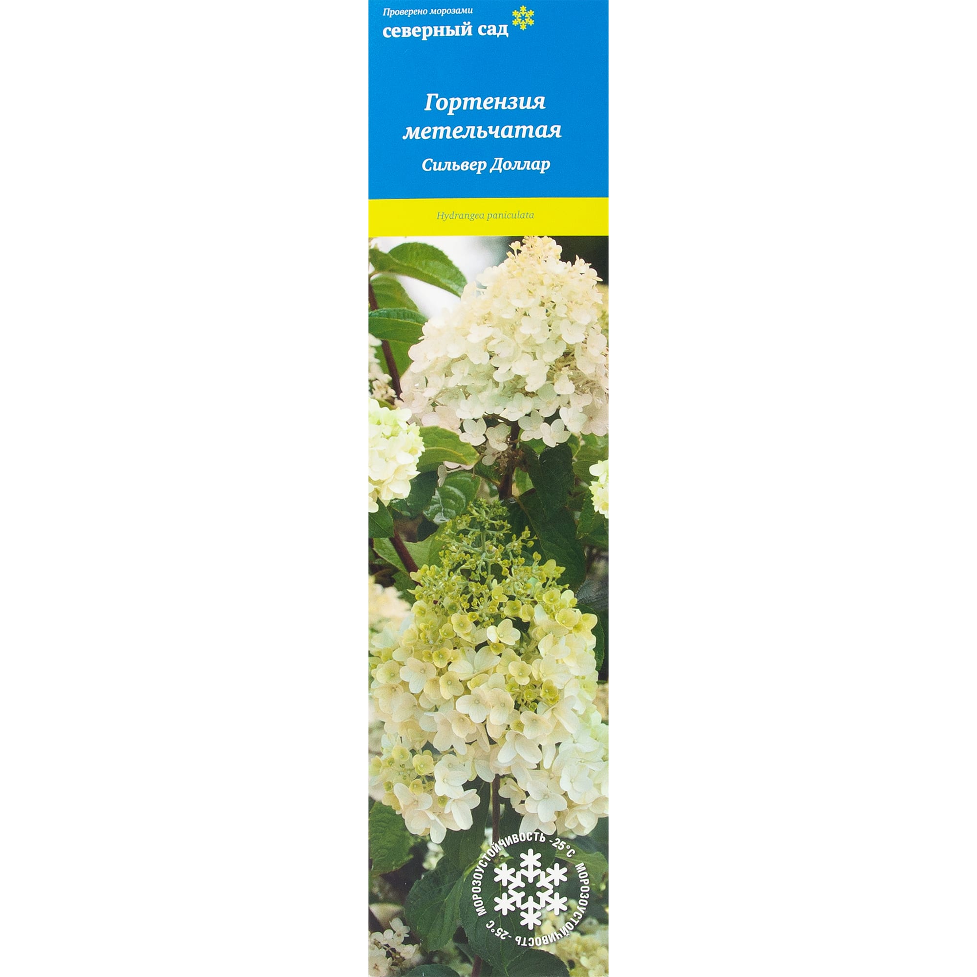 82527738 Гортензия метельчатая Сильвер Доллар Santreyd 