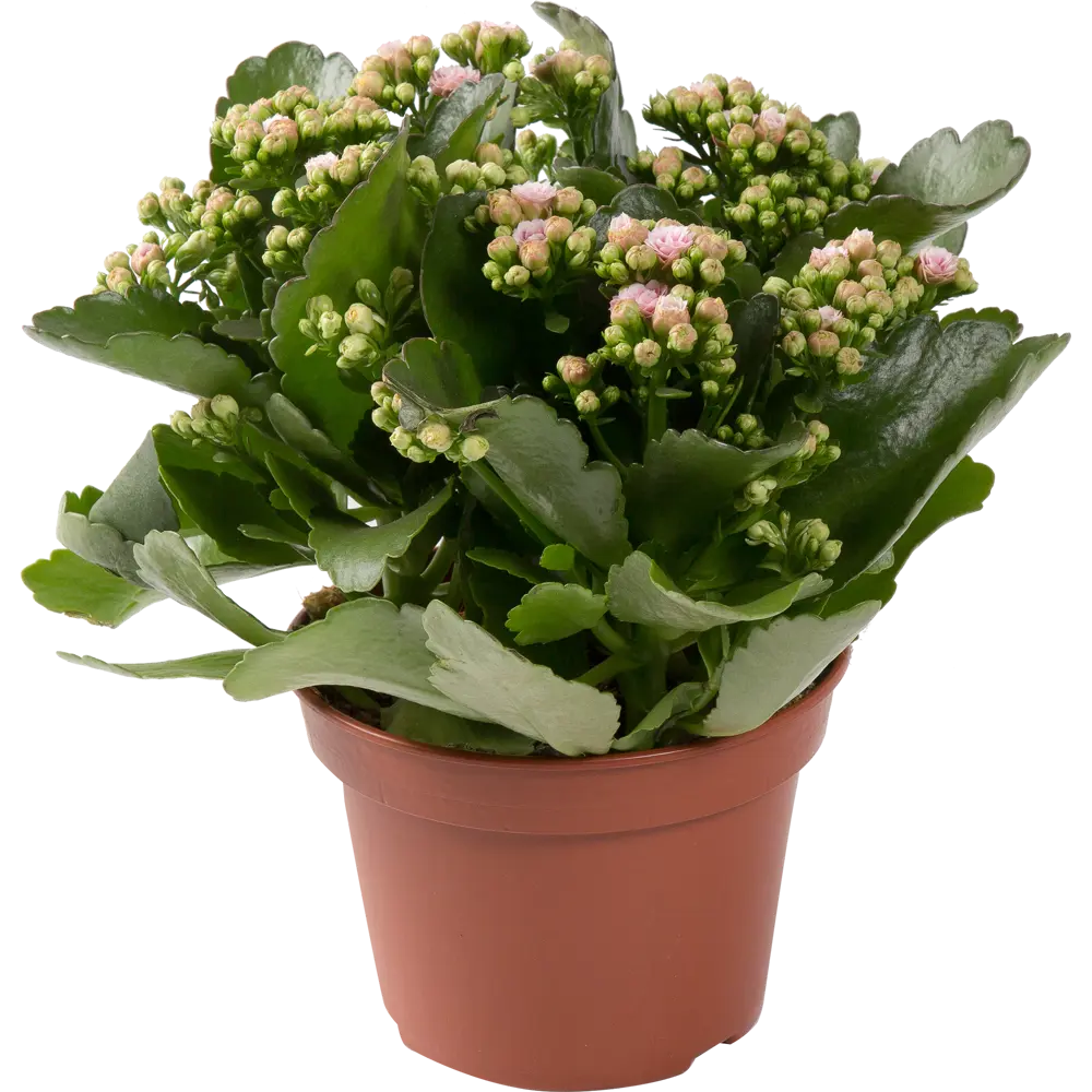 Каланхое Каландива микс 15x25 см 82399680 STLM-2179803 Santreyd 