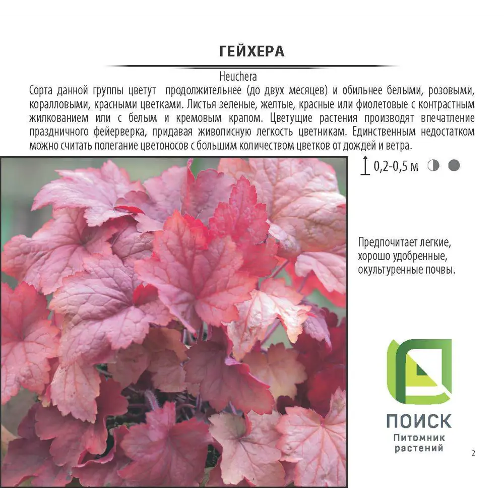 Гейхера в сортах (V1.5-2л) (Серия Люкс) 17897580 STLM-2182875 Santreyd  - Вид №1