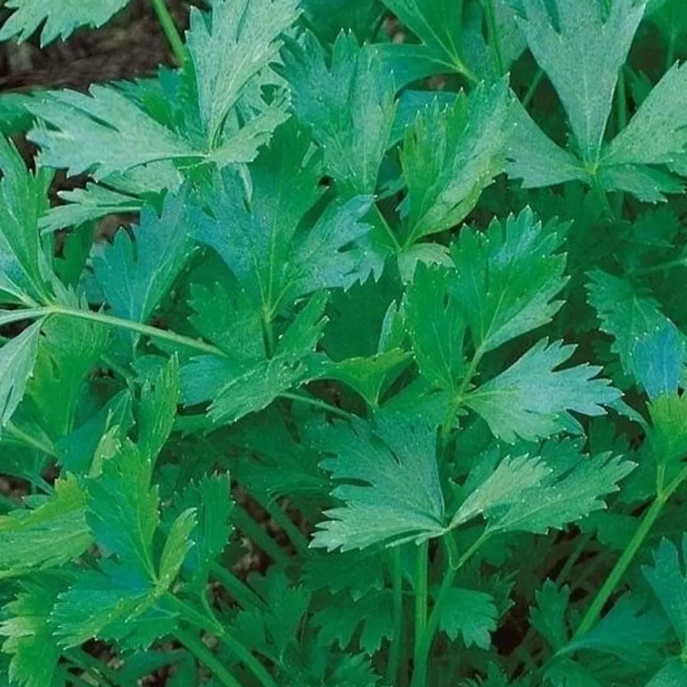 Семена петрушки Богатырь от AGRONI - универсальный сорт с зеленью и корнеплодом 17251076 STLM-0007786