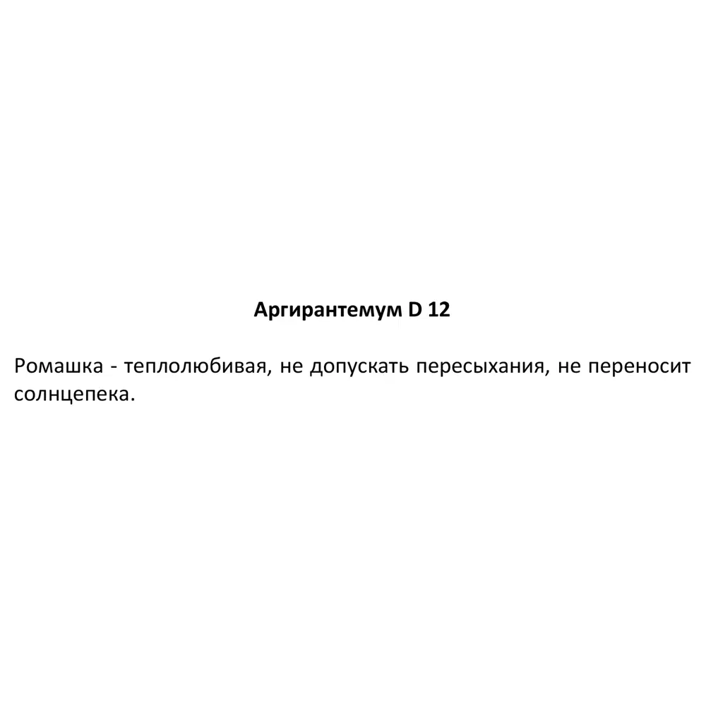 Аргирантемум Santreyd - цветущая рассада для сада и балкона 83248429 STLM-0950684 - Вид №4