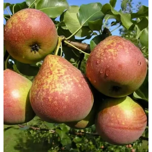 Груша Мраморная 84014814 STLM-2100668