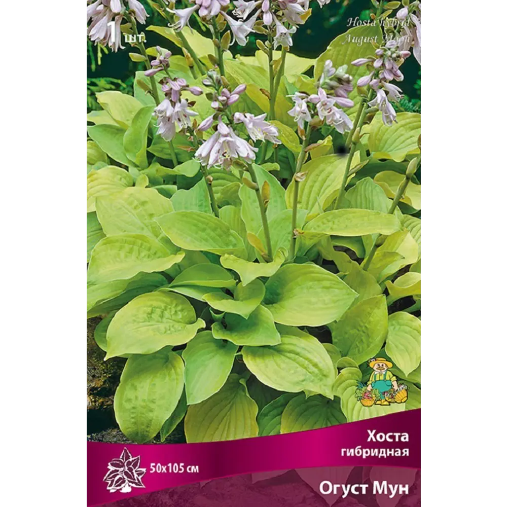 Хоста гибридная Огуст Мун ПОИСК STLM-2095442