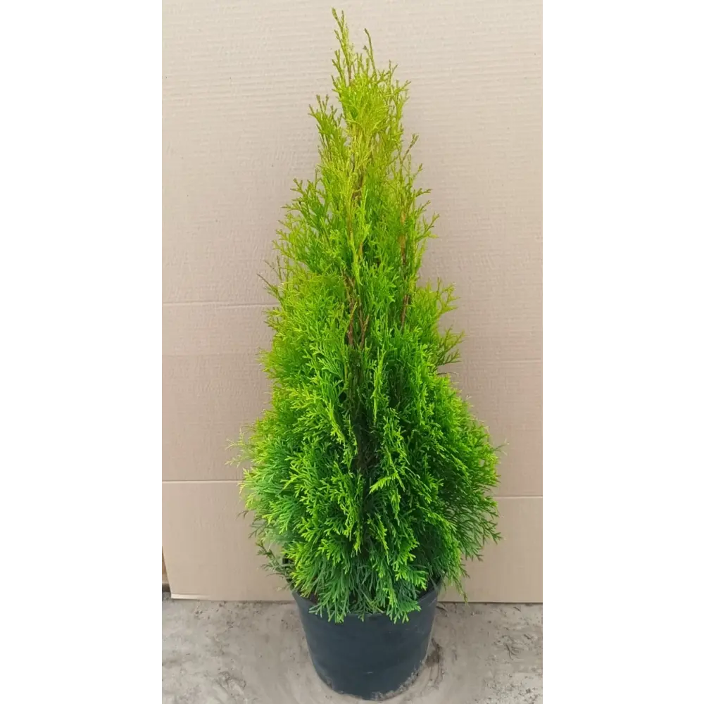 Туя западная Смарагд ø22.5 см h60-80 см 85088227 STLM-2082886 Santreyd 