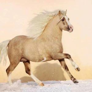 WP01233 Фотообои Verol Фотообои decoline 1х1 м