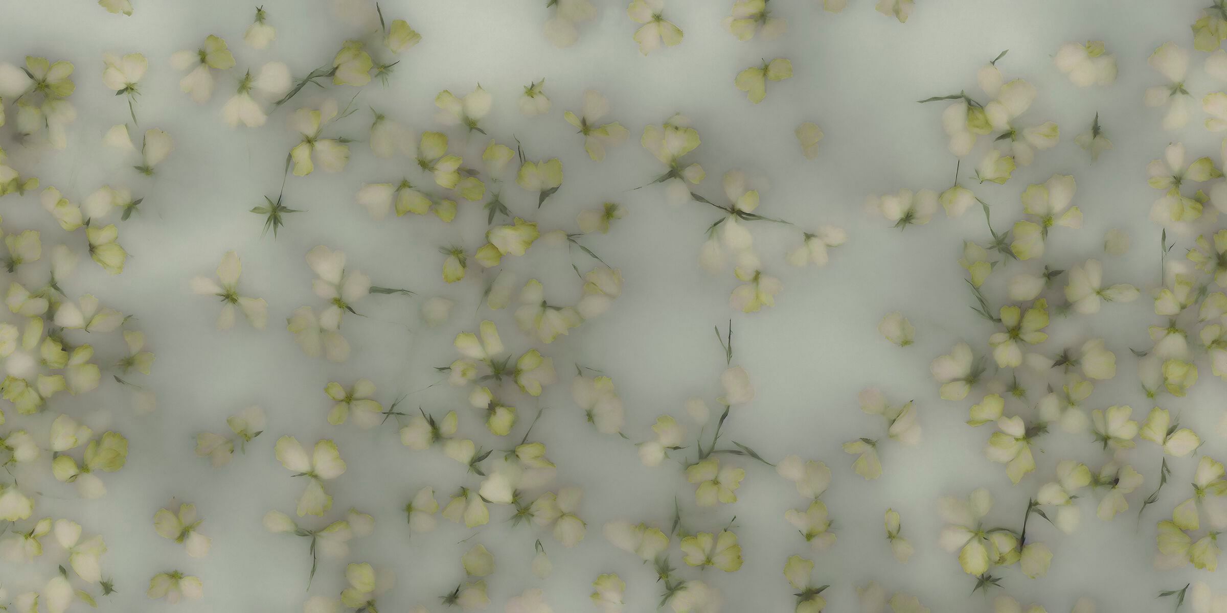 Обои с цветочными мотивами MILLE997 Floral Dream ARCH-00099225 - Вид №4