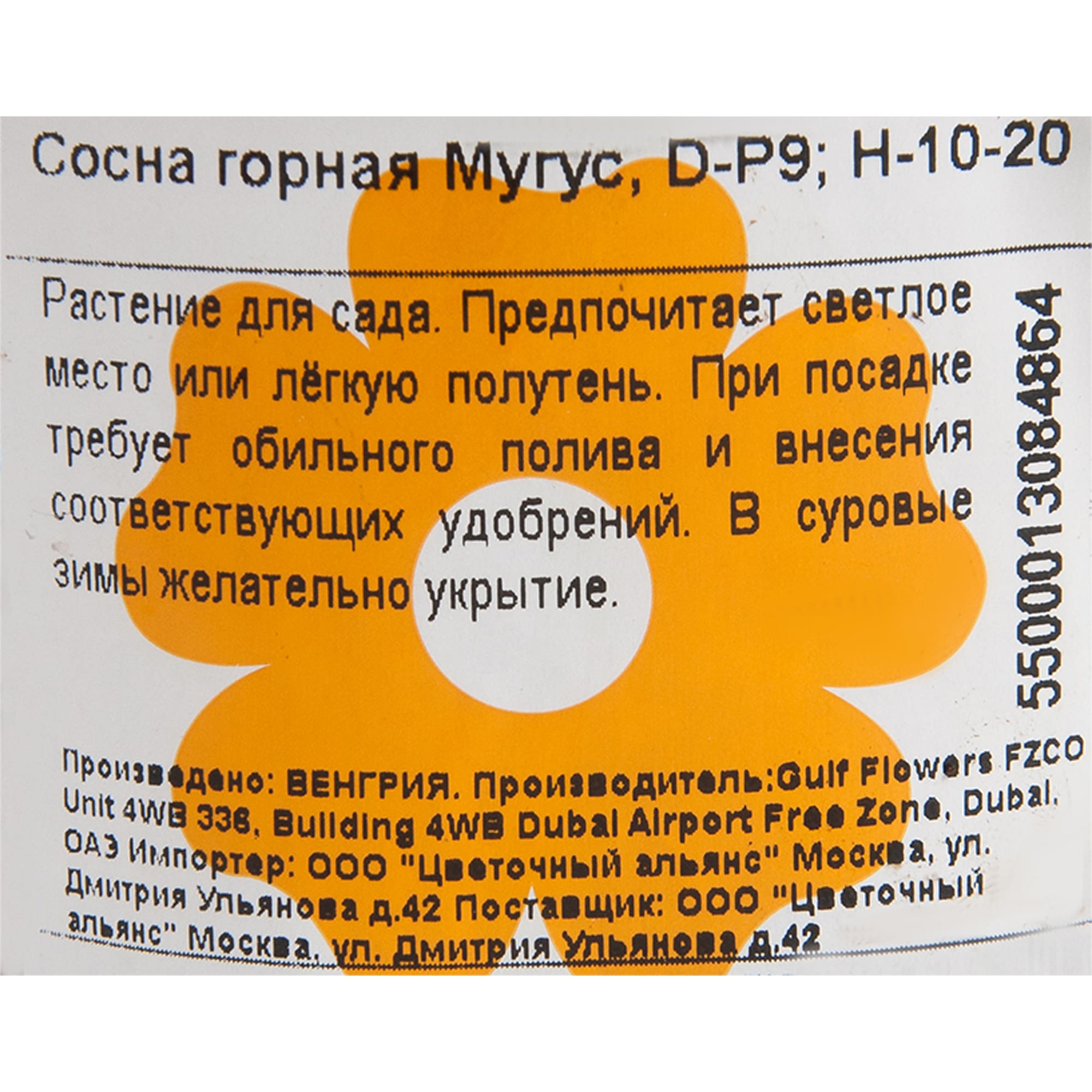 82601668 Сосна горная «Мугус» 9x15 см Santreyd  - Вид №1