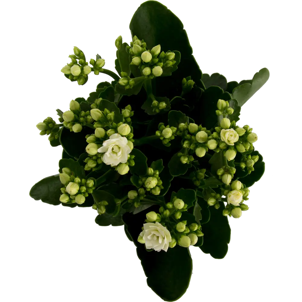 Santreyd Каландива - цветущий суккулент с розовидными соцветиями 17699111 STLM-0008494 - Вид №1