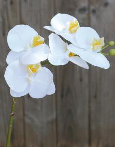 2843 778 a3 Пластиковая орхидея Phalaenopsis, 64 см, real touch soft, бежево-белая H-andreas