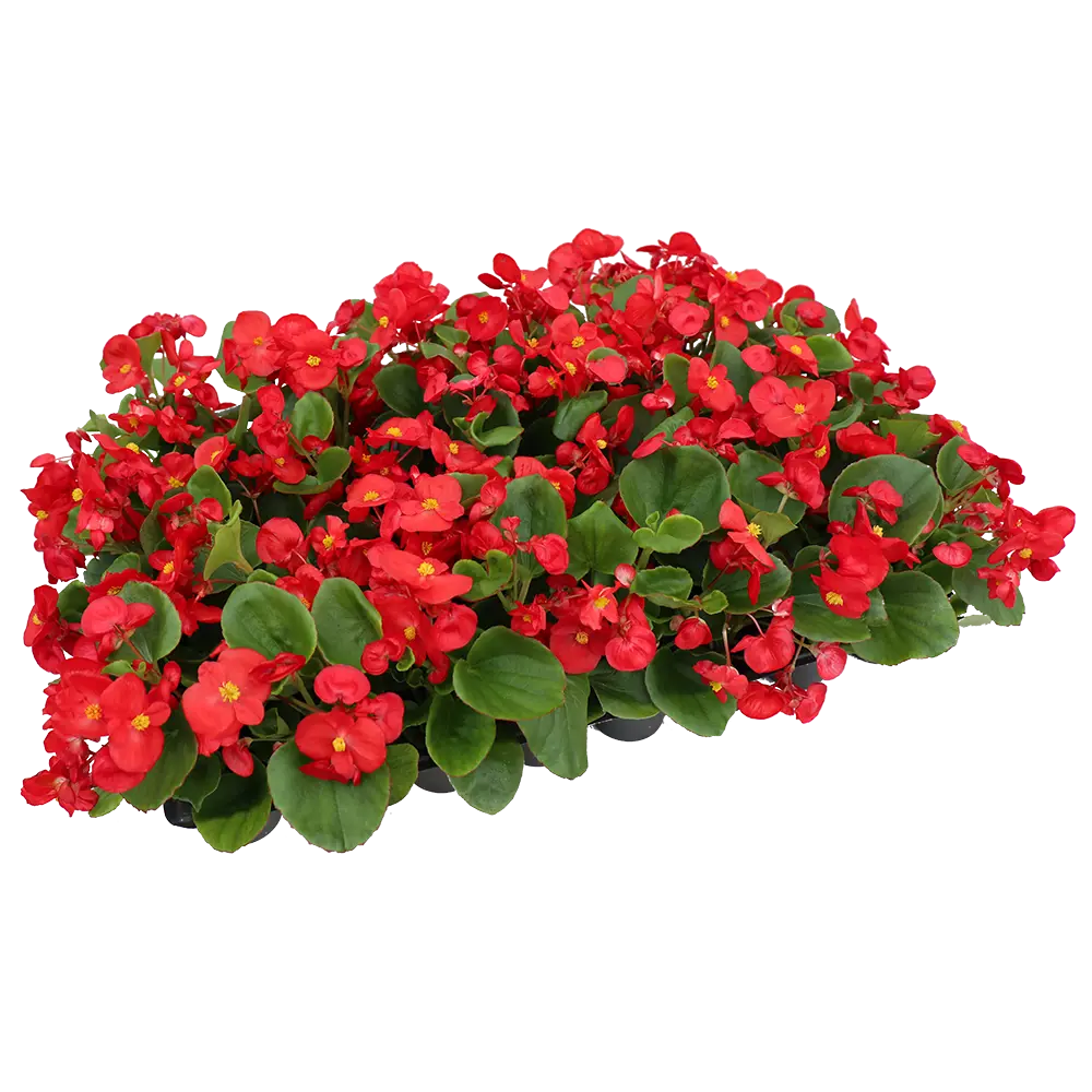 Бегония вечноцветущая 40 шт 82253947 STLM-2158832 Santreyd 