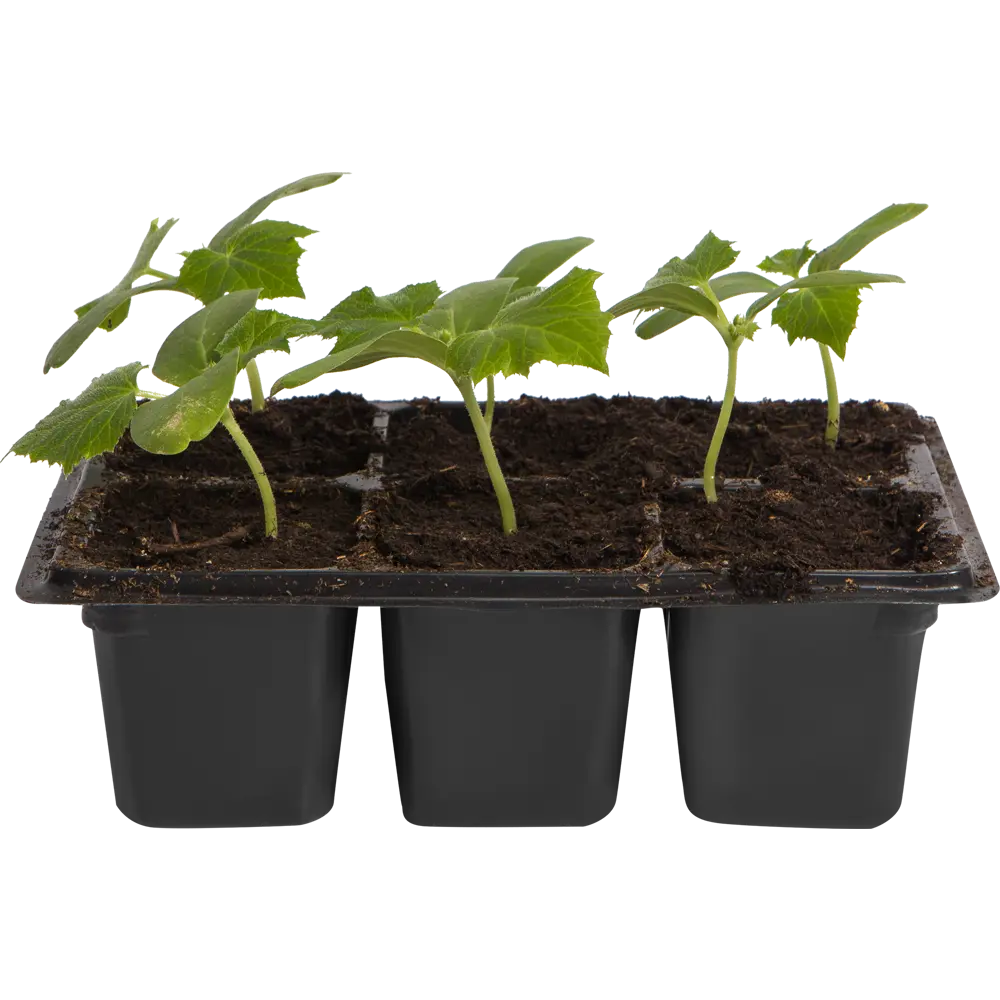 Огурец в кассете, 6 шт Santreyd STLM-2043758 - Вид №1