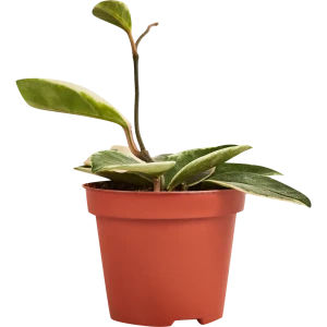 Santreyd Хойя Карноза Кримсон Квин — комнатное растение с трехцветными листьями 89336319