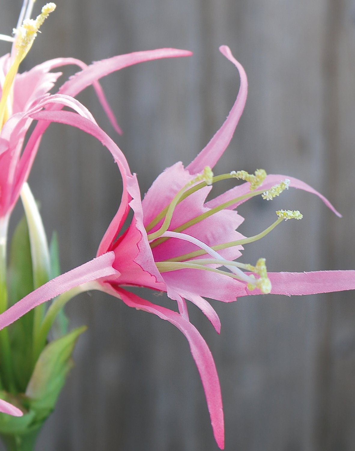 3379 510 a3 Искусственная лилия паука, 78 см, розовая H-andreas  - Вид №3