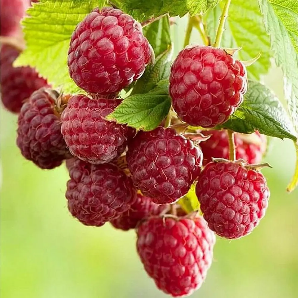 Santreyd Малина ремонтантная Брусвяна - крупноплодный сорт с двойным урожаем 17897387 STLM-0008949 - Вид №4