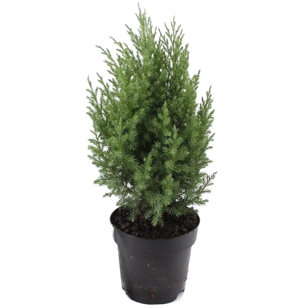 Туя западная Смарагд ø35 h80 - 100 см 89283595 STLM-2038140 PLANTMARKET 