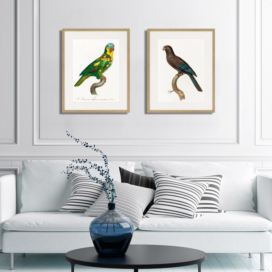 Литография на тонированной бумаге 52х42 см Beautiful parrots №10, 1872г. КАРТИНЫ В КВАРТИРУ  264300 Белый;коричневый;разноцветный  - Вид №2