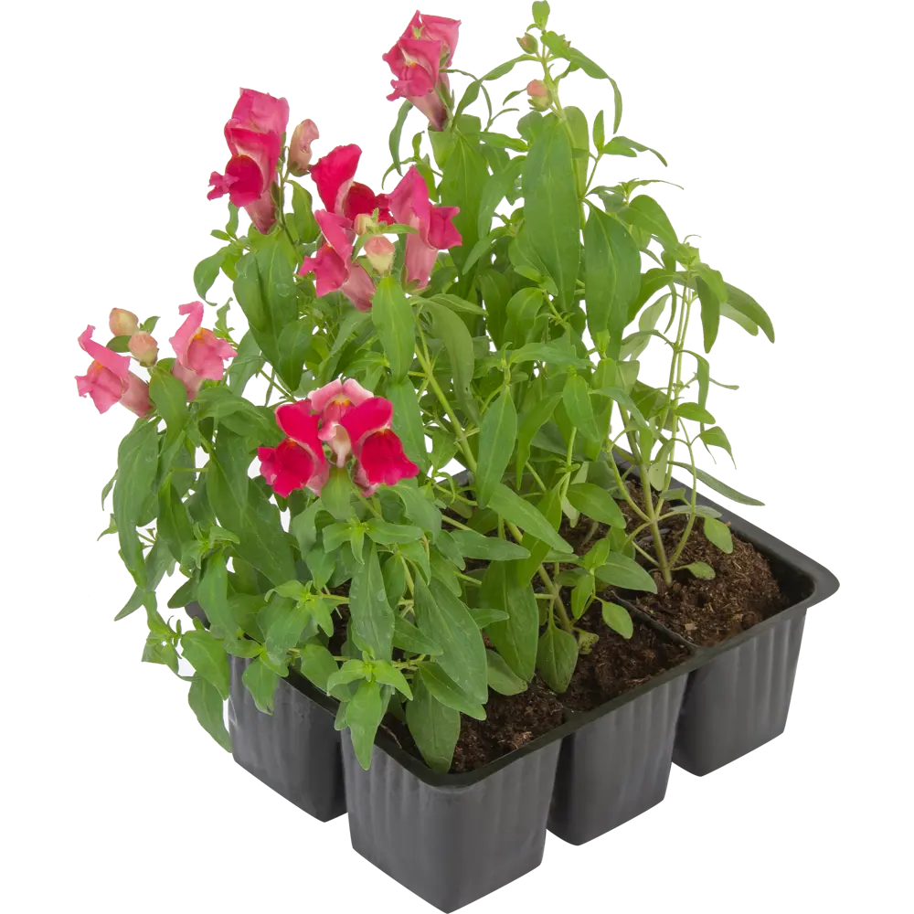 Рассада Антиринум h15 см, 6 шт. 83248298 STLM-2186379 Santreyd 