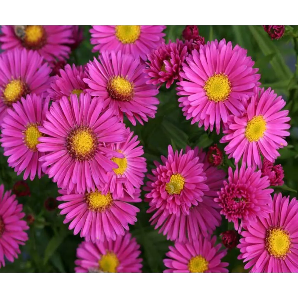 Астра бордюрная Дженни ø15 h50 см PLANTMARKET STLM-2059026