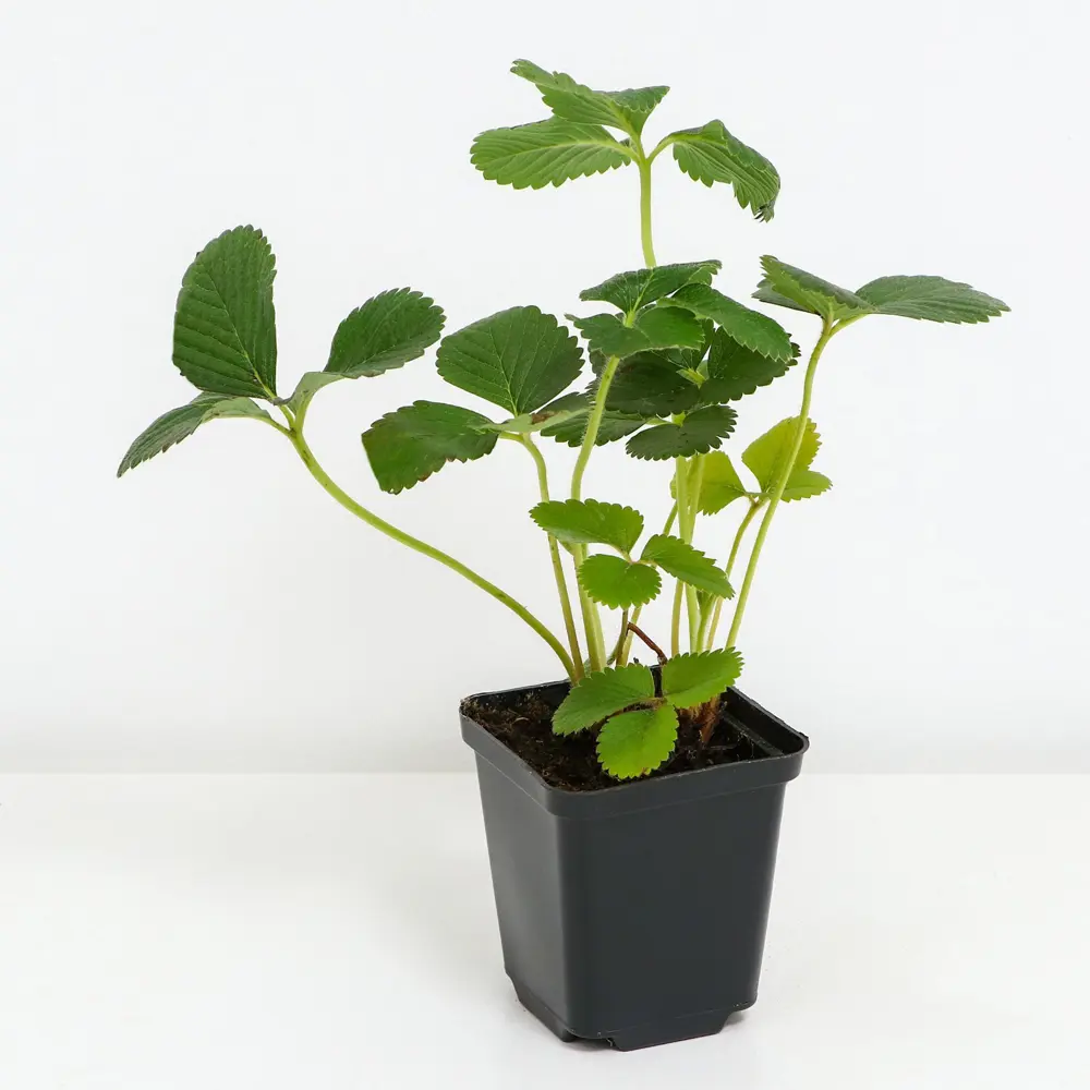 Земляника садовая Ананас PLANTMARKET STLM-2056294 - Вид №1