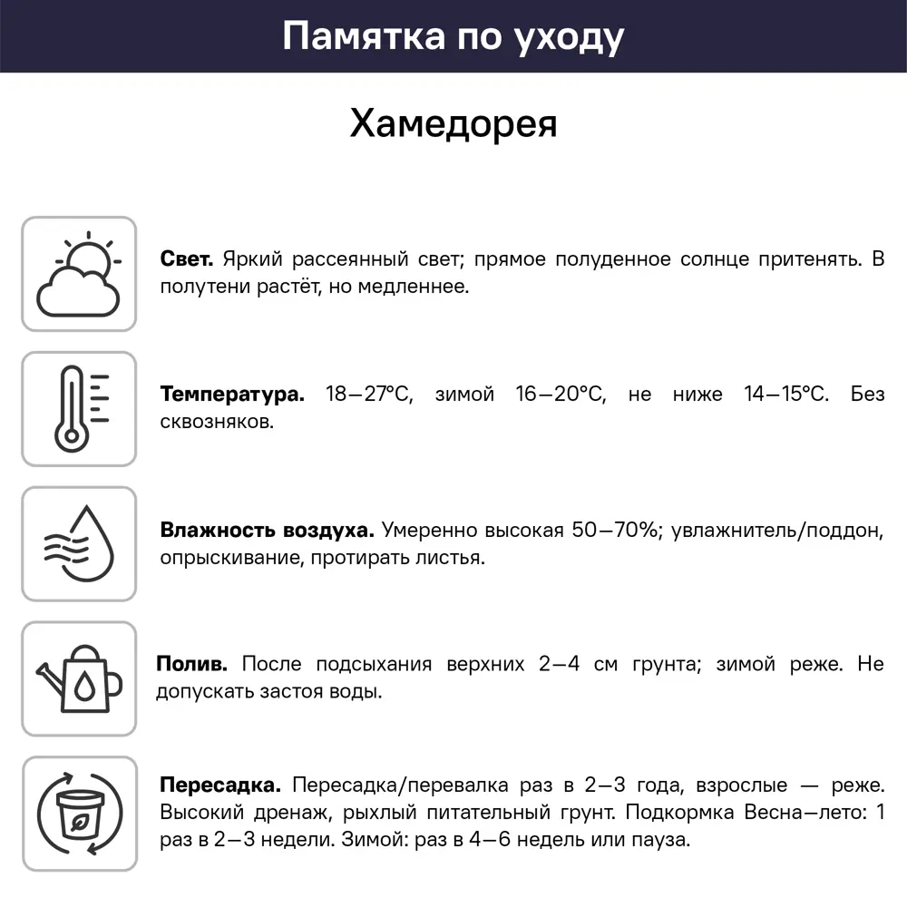 Хамедорея Элеганс ø9 h35 см 89441625 STLM-2206292 Santreyd  - Вид №3