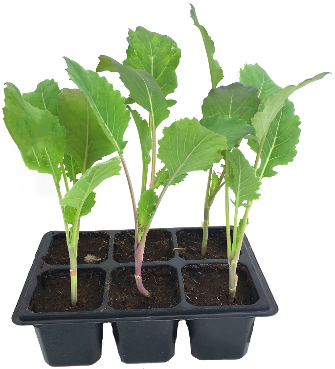 Рассада капусты средней Santreyd, 6 шт. 84253270 STLM-0047519