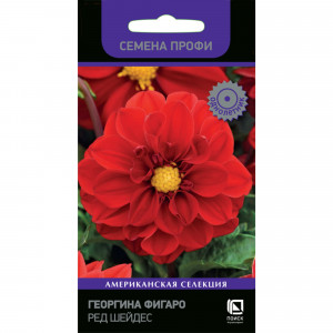 83227398 Семена Георгина Фигаро «Ред Шейдес»