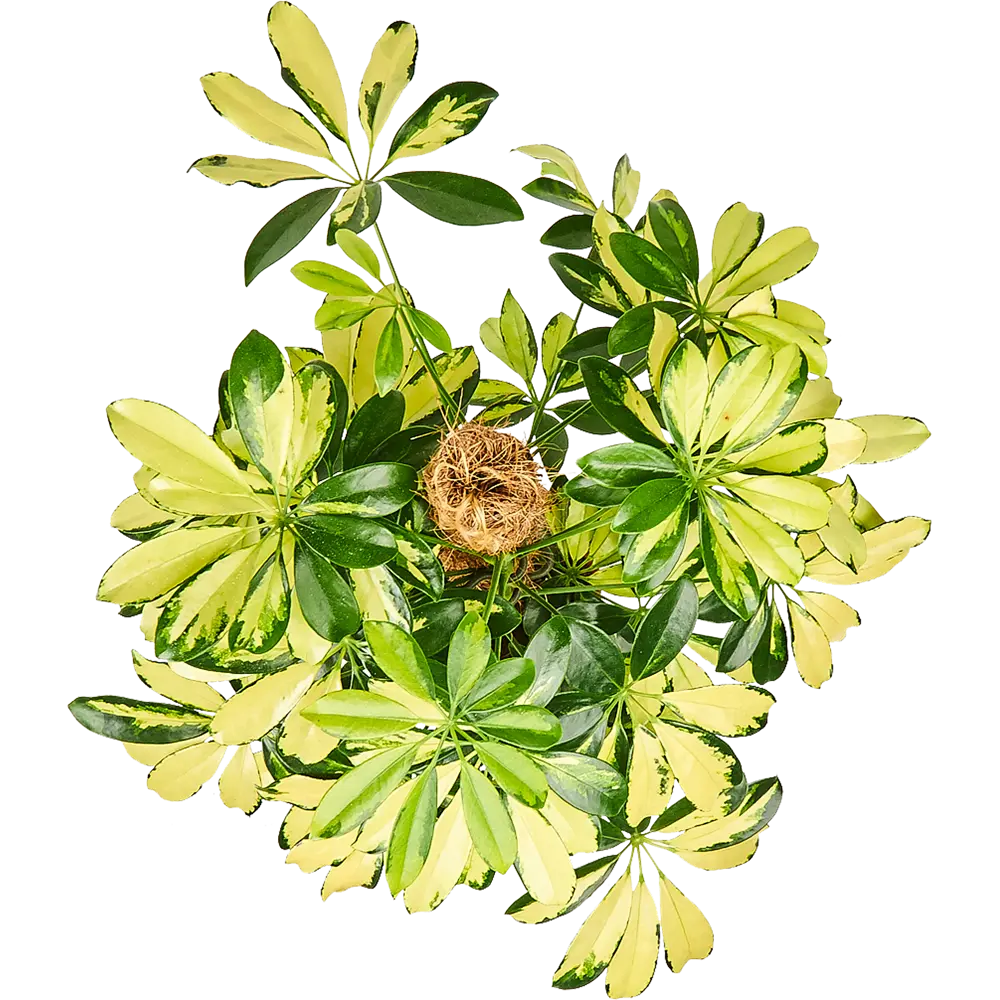 Шеффлера Тринити 17x80 см 82877357 STLM-2045831 Santreyd  - Вид №1