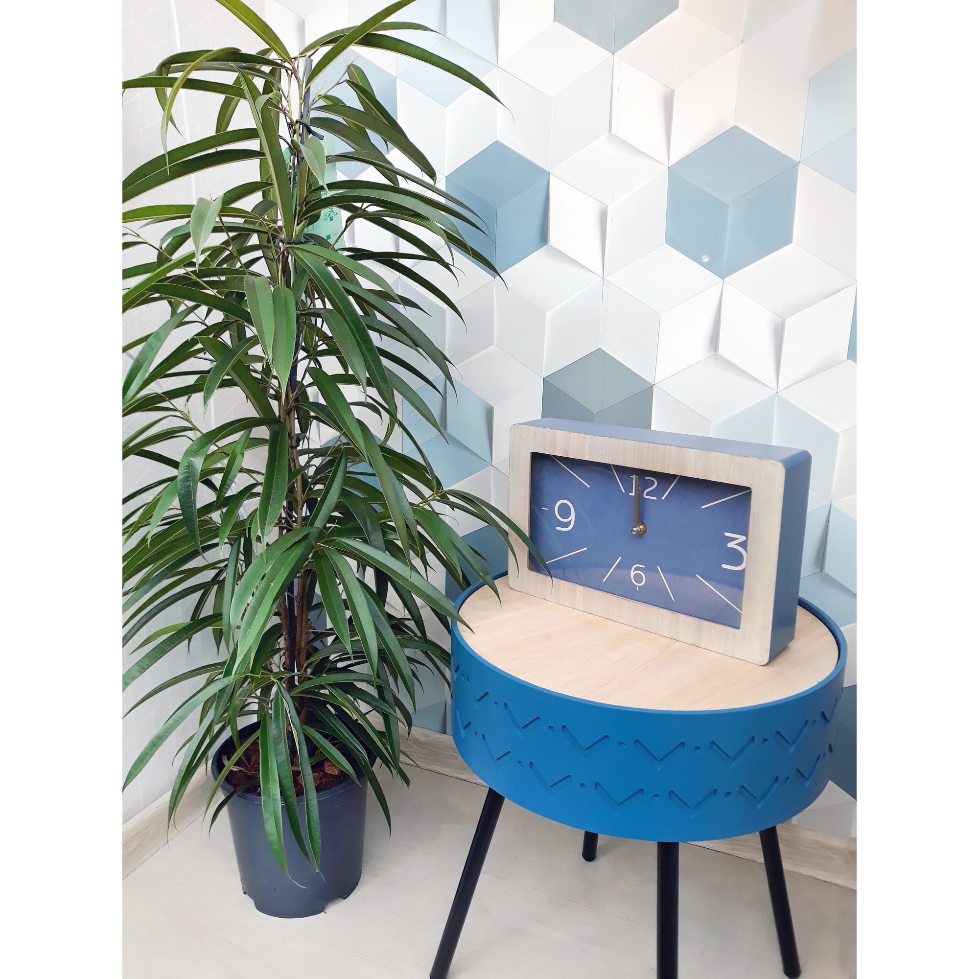 82850350 Фикус "Али" 21х105 см Santreyd  - Вид №1