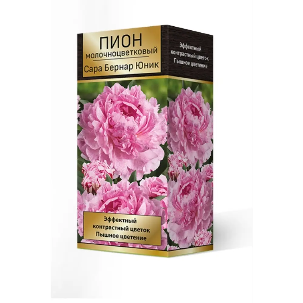 Пион травянистый Сара Бернар Юник луковица 2-3 83600319 STLM-2048651 Santreyd 