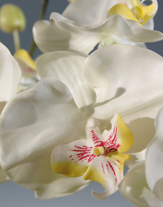 2831 778 a3 Искусственная орхидея Phalaenopsis, 105 см, real touch, бежево-белая H-andreas