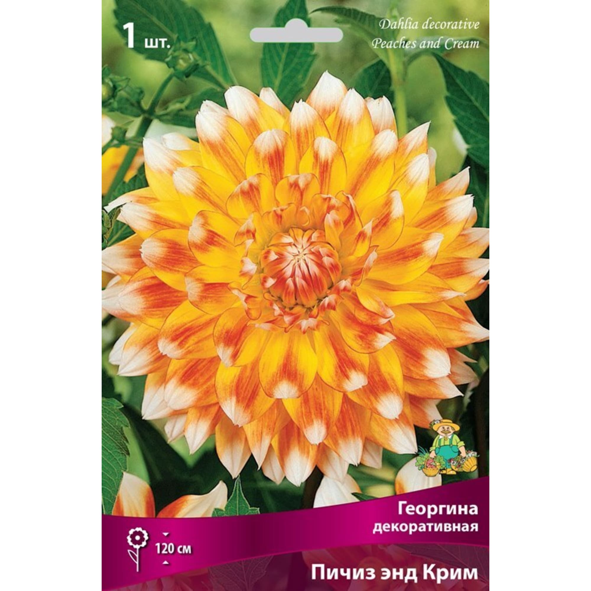 83593817 Георгина декоративная Пичиз Энд Крим луковица I Santreyd 