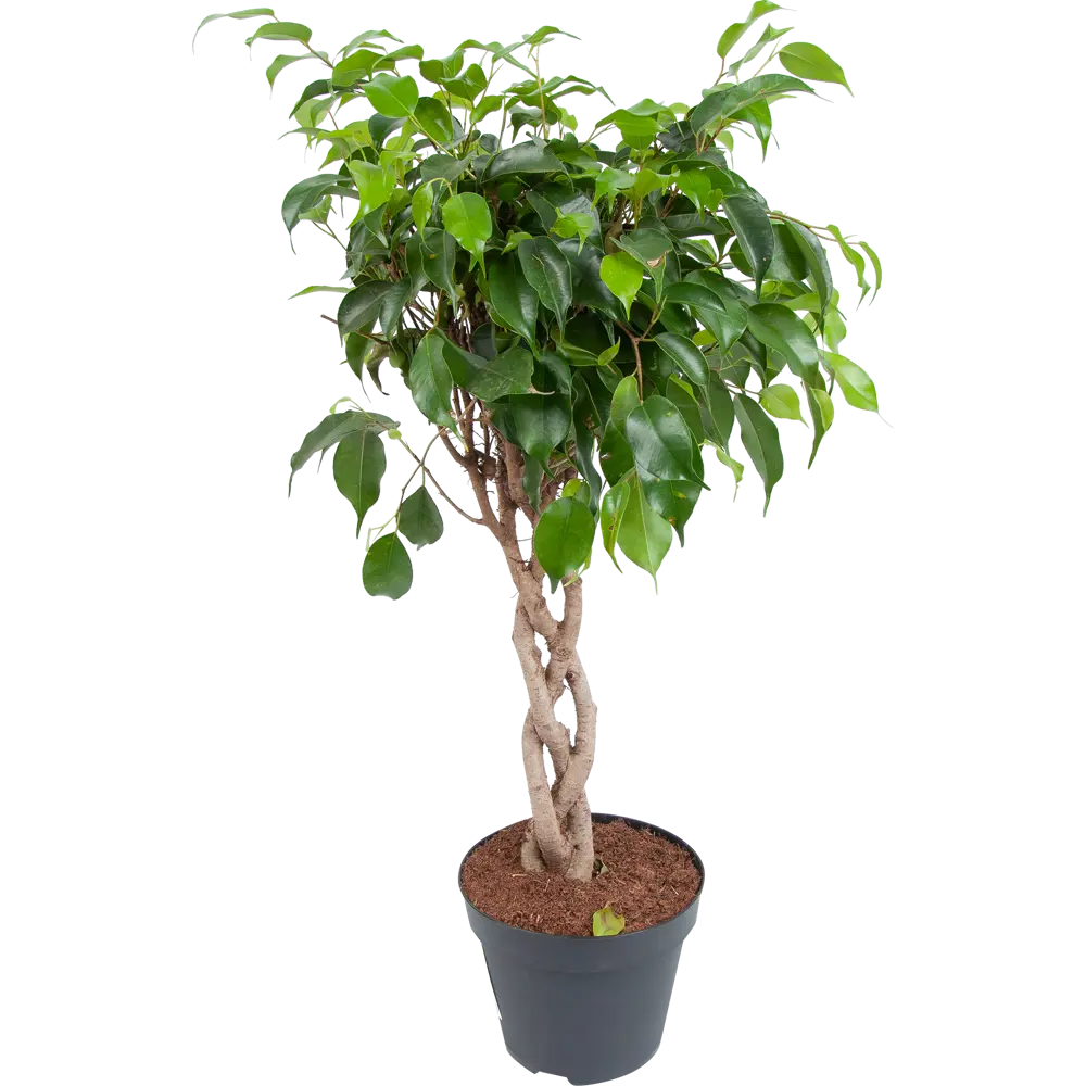 Фикус "Даниэль переплет" 17x65 см 82850353 STLM-2098740 Santreyd 