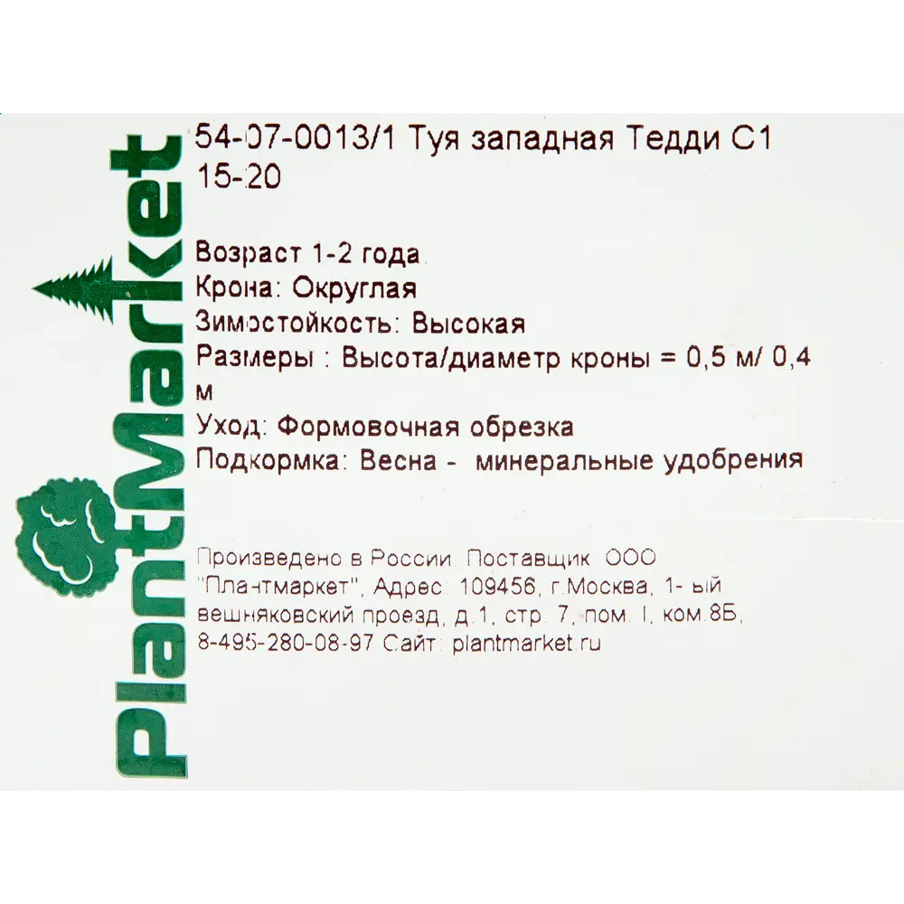 Туя западная Тедди С1/15-20 см 18470078 STLM-2207242 Santreyd  - Вид №1